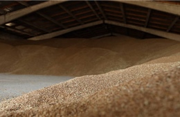 Nga ra hạn chót về thỏa thuận ngũ cốc cho Liên hợp quốc