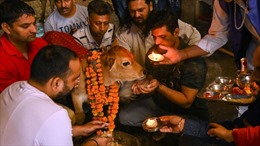 Lý do Ấn Độ muốn chuyển lễ Valentine thành ‘Ngày ôm bò’
