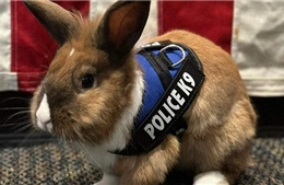 Mỹ: Thỏ được phong làm sĩ quan, giúp chữa lành cảnh sát