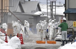 Nhật Bản thiếu đất chôn gà bệnh vì dịch cúm gia cầm nghiêm trọng nhất lịch sử