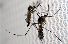 Argentina dùng bức xạ nguyên tử triệt sản muỗi để ngừa sốt xuất huyết