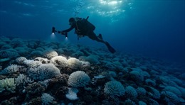 Nhiệt độ đại dương cao kỷ lục, giới khoa học ráo riết đi tìm câu trả lời