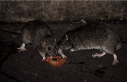 Chính quyền Paris thành lập nhóm làm việc về vấn đề &#39;chung sống&#39; với chuột