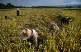 El Nino đang đe doạ vụ mùa lúa gạo trên khắp châu Á