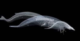 Phát hiện hóa thạch loài cá voi lớn nhất thế giới