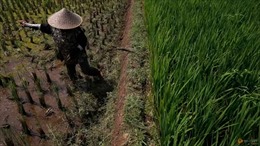 Indonesia dành riêng 500.000 ha đất trồng lúa, ứng phó hạn hán do El Nino