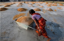 Thị trường gạo thế giới lo ngại hiệu ứng domino từ lệnh cấm của Ấn Độ
