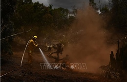 Nguy cơ nhiễm độc hóa chất sau thảm họa cháy rừng tại Maui