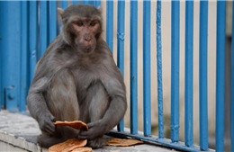 Ấn Độ thuê nhóm &#39;người khỉ&#39; ngăn khỉ quấy nhiễu hội nghị G20