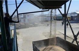 Ukraine cảnh báo kiện EU nếu lệnh cấm ngũ cốc kéo dài