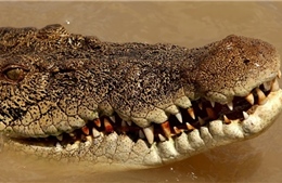 Người đàn ông thoát chết trong gang tấc nhờ cắn vào mắt cá sấu tấn công mình