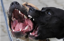 Hàn Quốc: Nuôi chó dữ phải xin phép chính quyền địa phương
