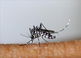 Muỗi ‘lũ’ xâm chiếm Argentina, lây lan bệnh viêm não hiếm gặp