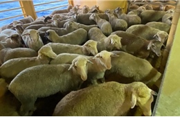 Hàng nghìn gia súc mắc kẹt ngoài khơi khi khủng hoảng Biển Đỏ trở lại
