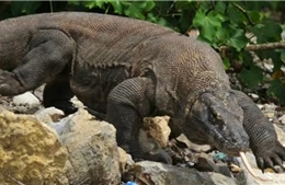 Indonesia triệt phá đường dây buôn lậu rồng Komodo quý hiếm