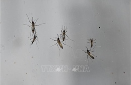 TP Hồ Chí Minh: Cần giám sát chặt chẽ đối với bệnh do virus Chikungunya