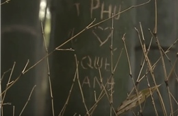 Nhật Bản đối phó với làn sóng khắc chữ lên thân cây