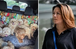 Vụ 79 con chó trong một căn nhà gây chấn động Singapore: Chủ nuôi bị phạt 21.500 SGD