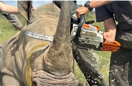 Tuyến đường buôn lậu dài 9.000km đưa sừng tê giác từ Nam Phi qua Singapore