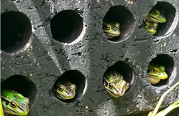 Cuộc chiến cứu ếch khỏi đại dịch nấm toàn cầu