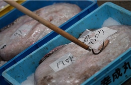 Trải nghiệm phiên đấu giá ngược chiều tại 'Thành phố Mực'