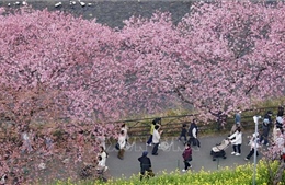 AI và bài toán dự báo mùa hoa anh đào nở