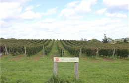 Nông nghiệp chuyển mình theo biến đổi khí hậu