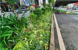 Vườn hoa, thảm cỏ bị người dân giẫm nát khi đi xem hợp luyện diễu binh, diễu hành