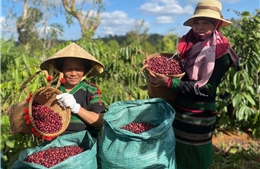 Vị thế ngành nông nghiệp Việt Nam trong bối cảnh hội nhập