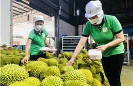 Xuất khẩu nông sản 100 tỷ USD: Khát vọng và hành trình của ngành nông nghiệp Việt