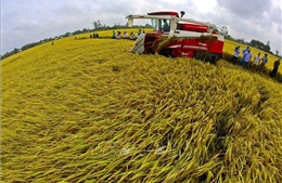 Nông nghiệp Việt Nam từ bệ đỡ đến động lực phát triển mới