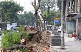 Hà Nội chặt cây, xén vỉa hè mở rộng tuyến phố giờ nào cũng tắc