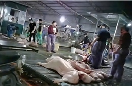 Cần đồng bộ giải pháp từ sản xuất, giám sát đến vận chuyển tiêu thụ thực phẩm