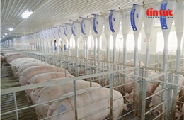 Hà Nội xem xét đề xuất đầu tư tổ hợp chăn nuôi trong nhà cao tầng