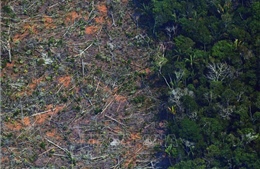 Amazon mất 2,3 triệu ha rừng nguyên sinh trong năm 2020