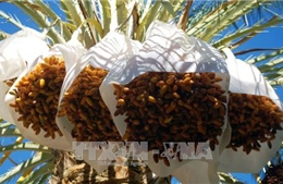 Tunisia xuất khẩu gần 82.000 tấn chà là trong niên vụ 2020-2021