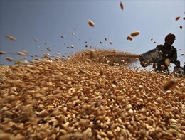 Pakistan hủy kế hoạch nối lại nhập khẩu đường, bông và lúa mì từ Ấn Độ