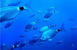 Chuyên gia cảnh báo trữ lượng cá tự nhiên đang bị đe dọa