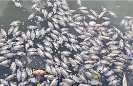 Cá chết bất thường trên sông ở Dầu Tiếng