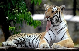 Mỹ thu giữ hàng chục con hổ và sư tử của vườn thú &#39;Tiger King&#39;