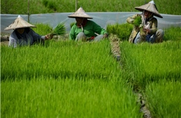 Thúc đẩy vai trò của phụ nữ ASEAN trong lĩnh vực nông nghiệp