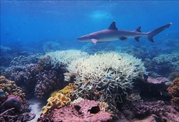 Australia báo động nguy cơ tuyệt chủng của nhiều loài cá mập