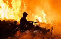 Cháy 1.000 ha rừng ở Tây Ban Nha là do phá hoại
