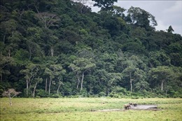 Nắng nóng cực đoan làm gia tăng số ca tử vong tại các cộng đồng ở vùng rừng nhiệt đới