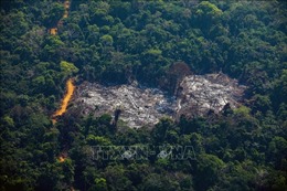 Tổng thống đắc cử Brazil cam kết chấm dứt tình trạng tàn phá rừng Amazon