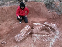 Chile phát hiện loài khủng long bọc giáp mới