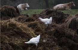 Pháp tiêu hủy hàng trăm nghìn con gia cầm để phòng chống dịch cúm H5N1