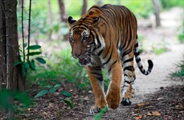 WWF cho rằng loài hổ có thể đã tuyệt chủng tại Lào