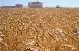 Nga đang dần khôi phục xuất khẩu lúa mì từ các cảng ở Biển Đen