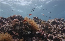 Rạn san hô Great Barrier bị đe dọa tẩy trắng trên diện rộng